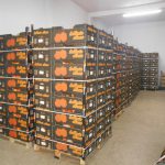 21 τόνους πορτοκάλια για ευπαθείς ομάδες, εξασφάλισε ο Δήμος Χαλκιδέων